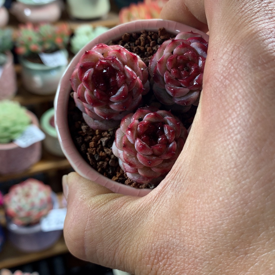 精控多肉植物蓝孔雀3头量拍