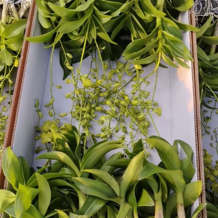 金童秋石斛无花苗