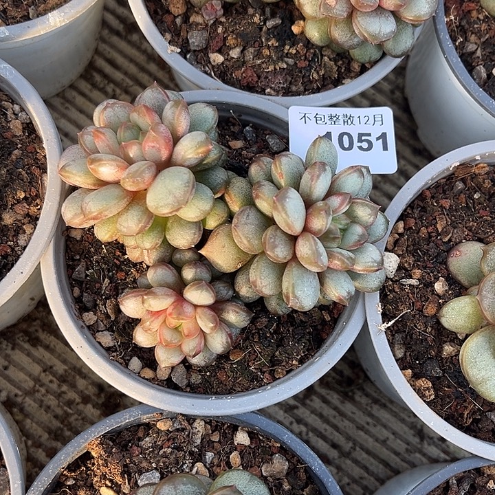 阿雅园艺。     1051