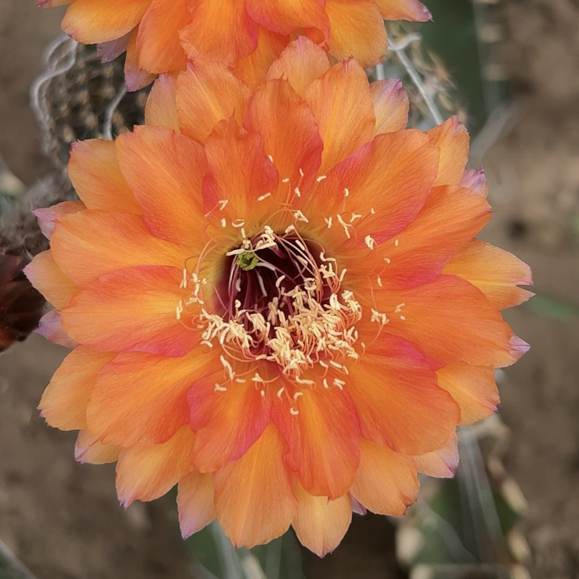 开花仙人球 彩草超女 无根侧芽 两单包邮