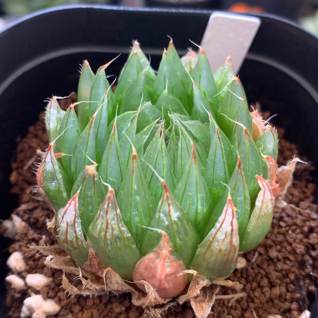 实生原始玉露，带盆一起