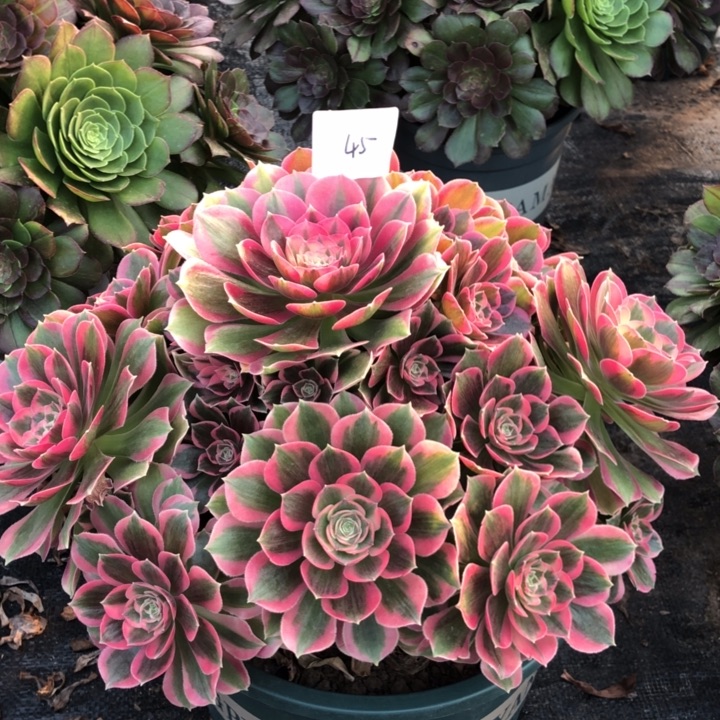 45号 粉女郎 多肉植物