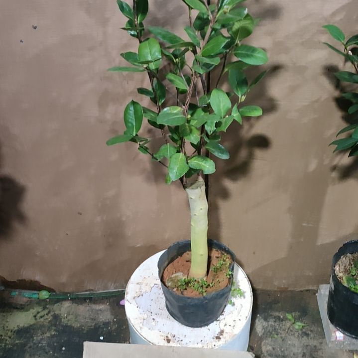 640恨天高，原盆原土发货，不包邮