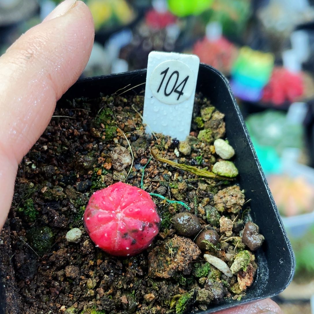 1cm 非偏远地区满25包邮仙人球