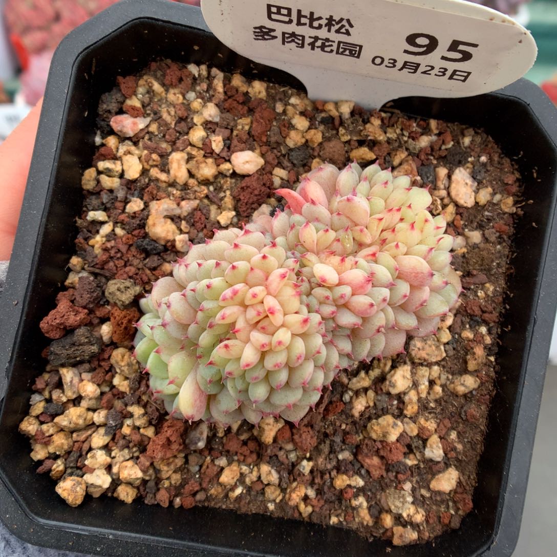 95白胖子缀化多肉植物