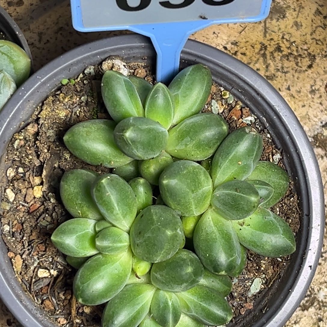 多肉植物卡布奇诺群053