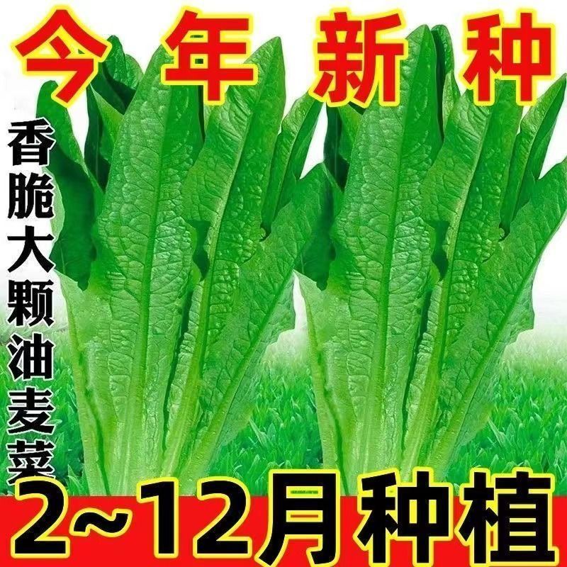 油麦菜种子四季油麦菜种子青菜种籽盆栽地栽蔬菜种子