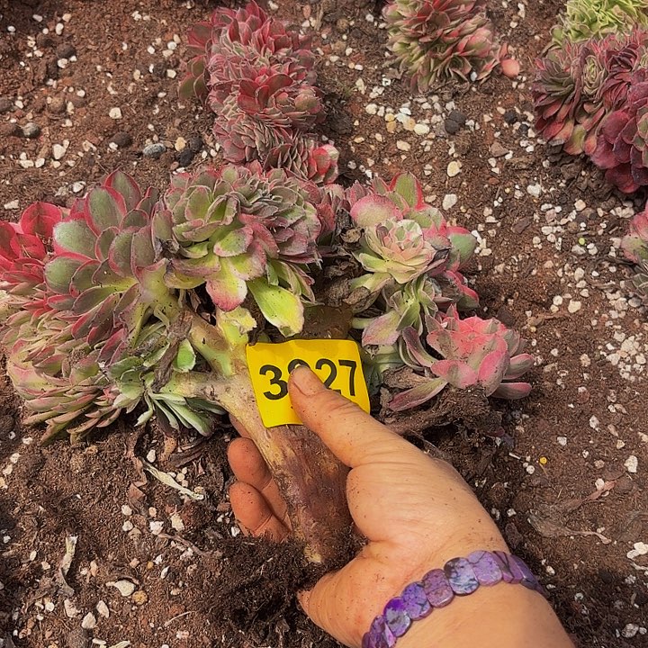 多肉植物缀化3927