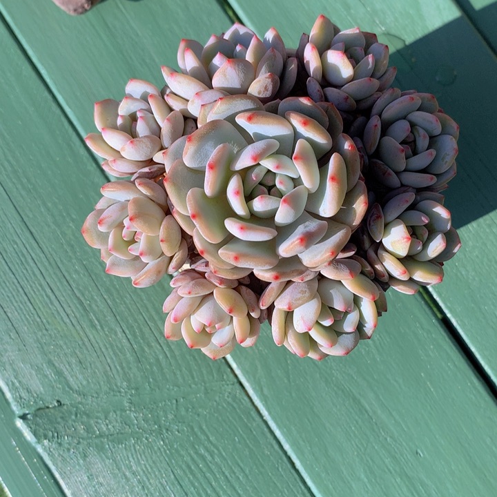 星星橙自然蓬花无砍