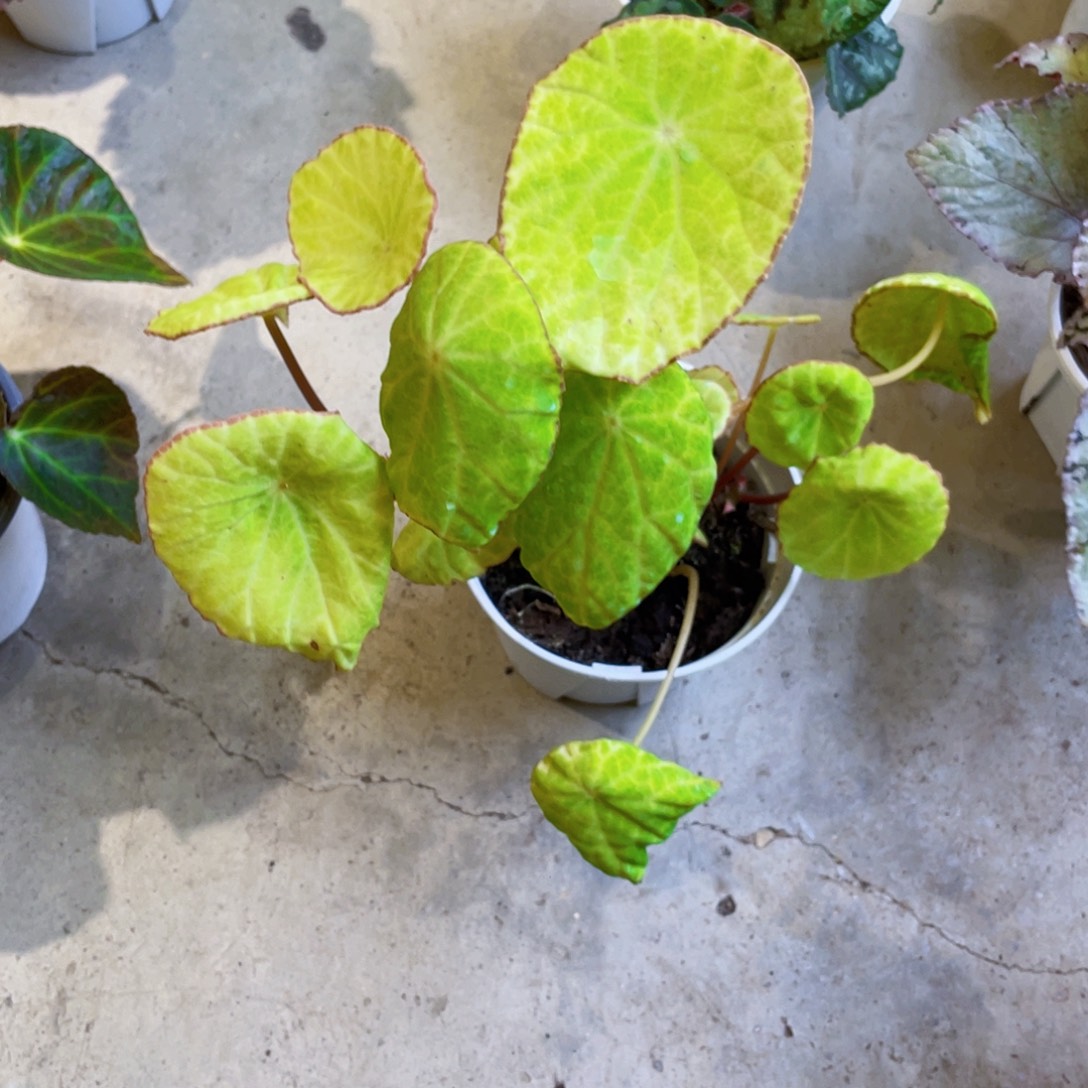 无花朵老桩褐边盾叶