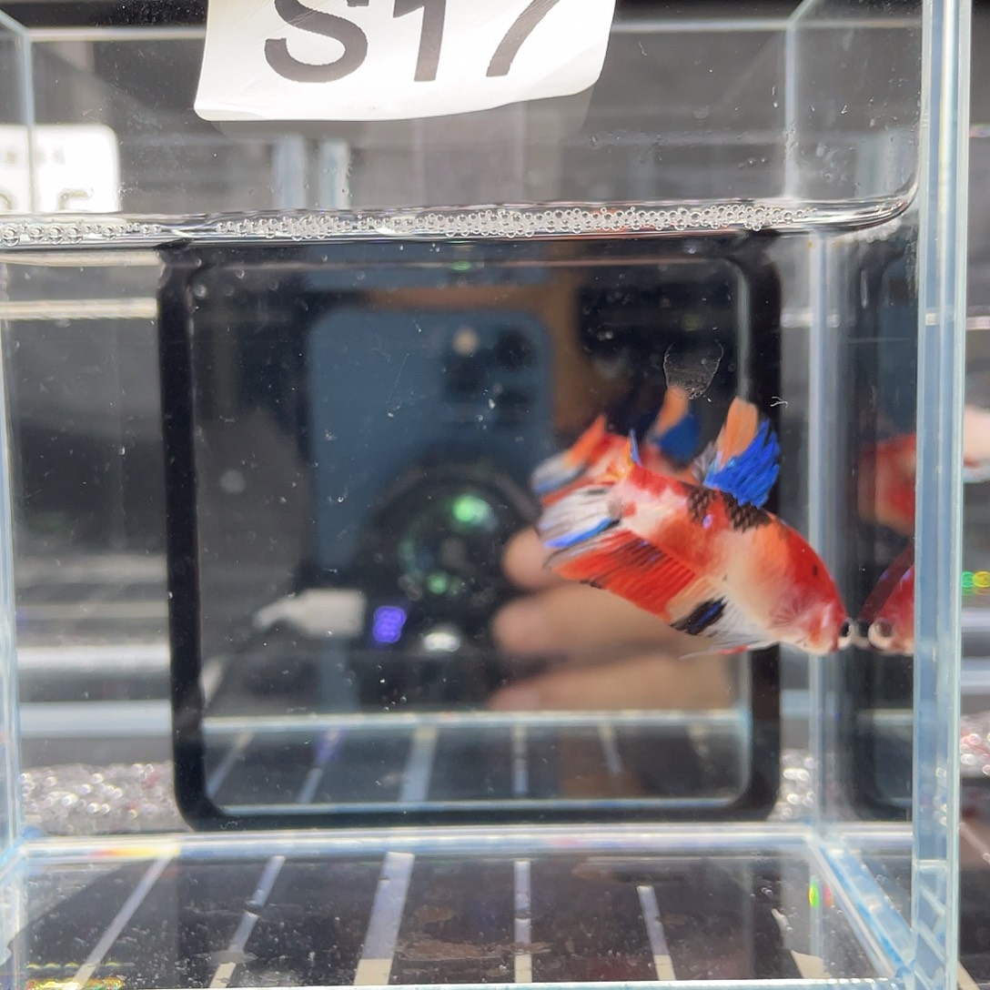 斗鱼12.3 糖果将军公  017