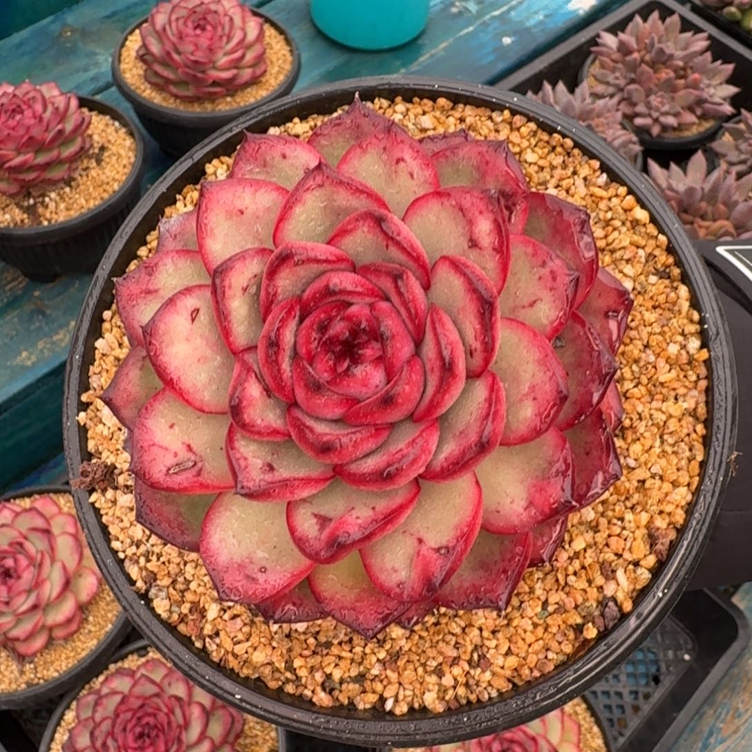 从前慢花园多肉编号-万宝龙