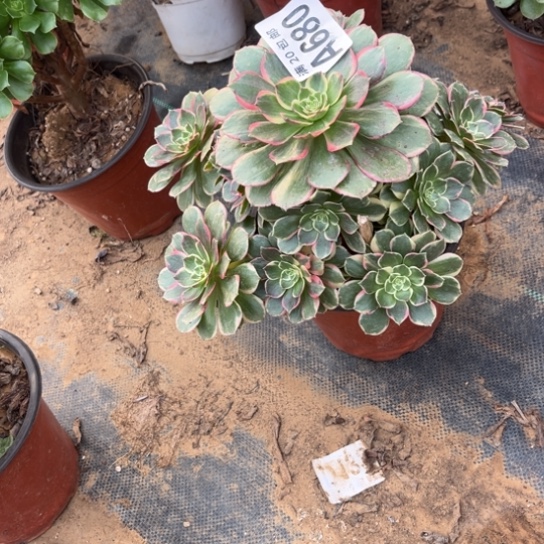 680粉花妖不包断枝