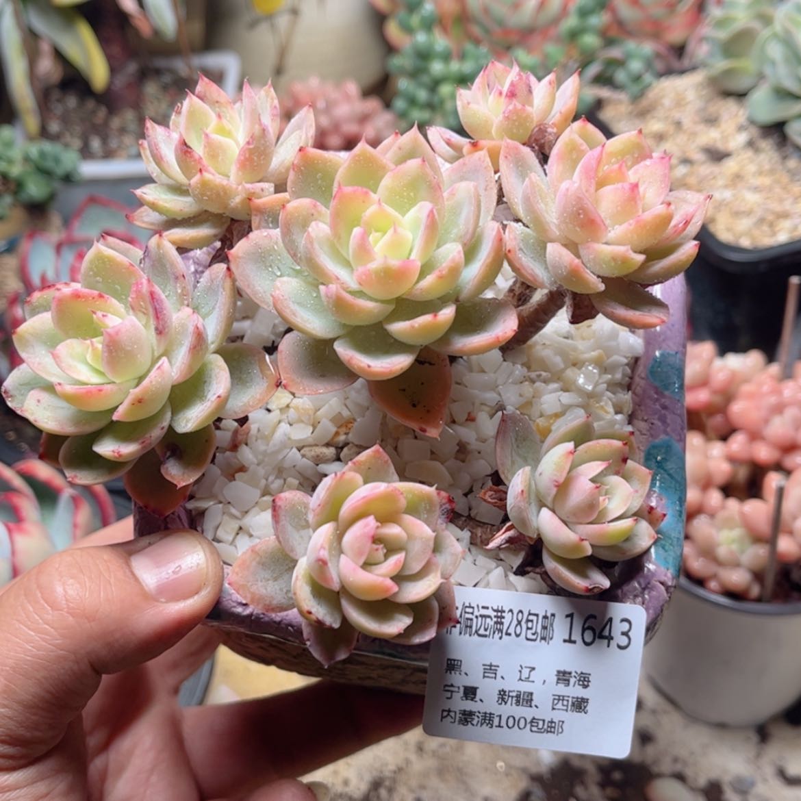 【闪购商品】1643丝绸面纱