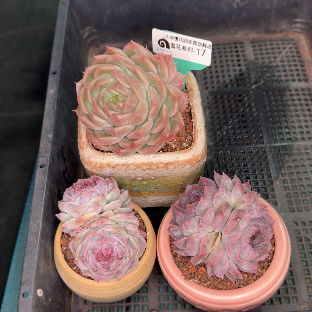 从前慢雪花多肉17