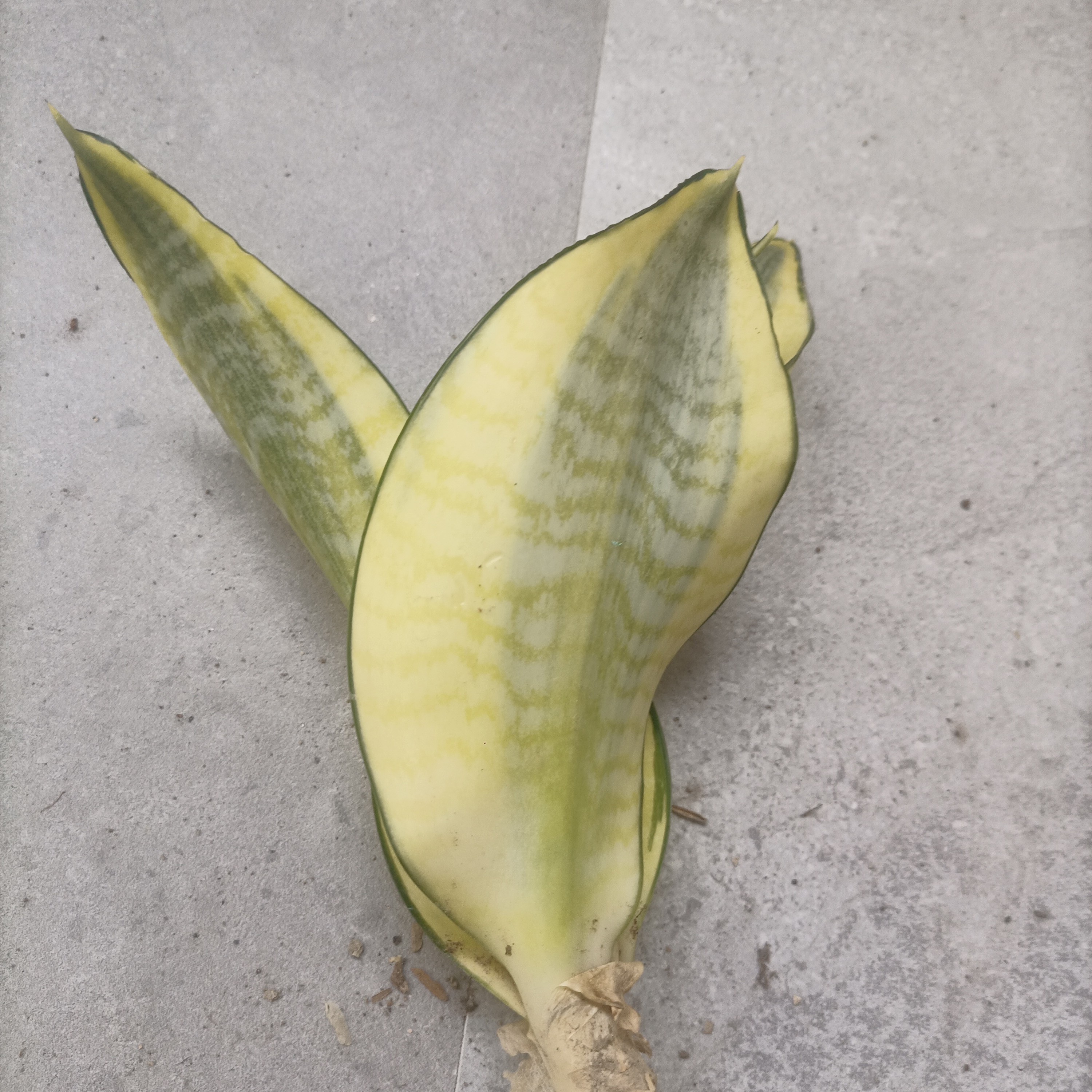 虎皮兰精品改价专用