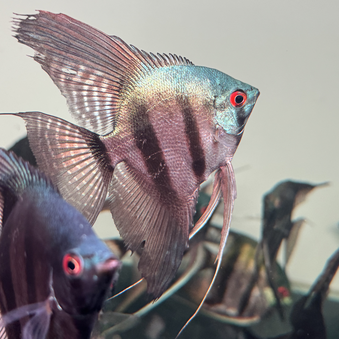 明天小鱼神仙燕鱼亚马逊绿洲热带淡水观赏鱼耐活易养适合草缸群游