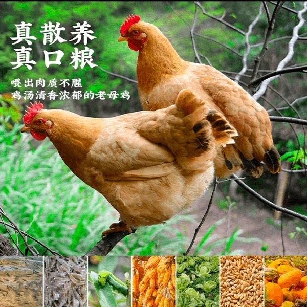 【两年多母鸡】农家散养溜达鸡