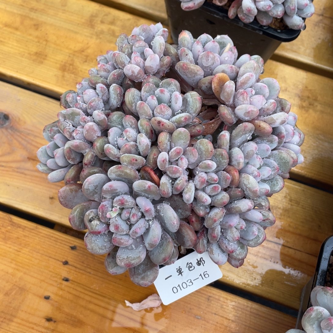 0103-16香香雪。。。。。。。