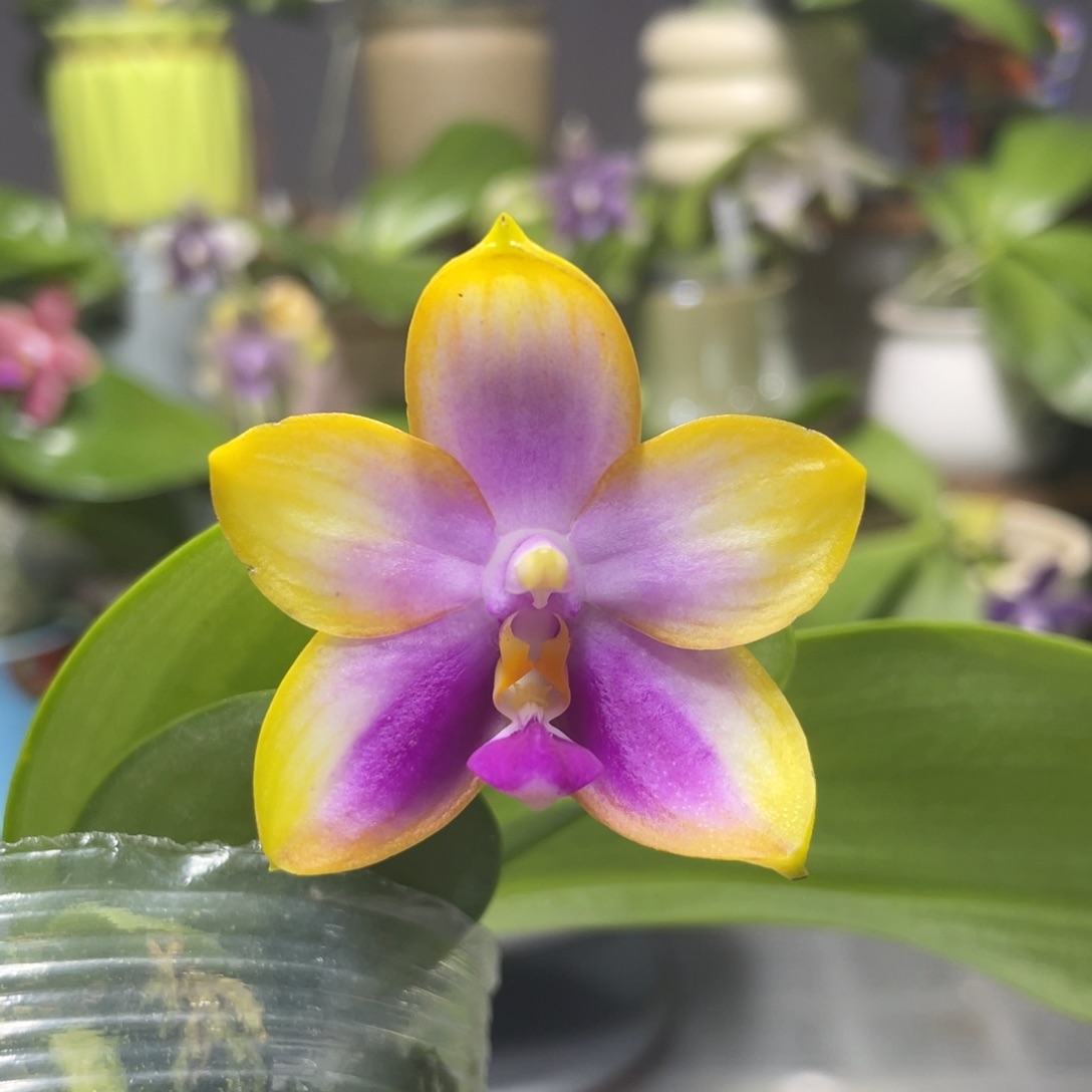 完全开放龙玛丽，2.5杯开花株