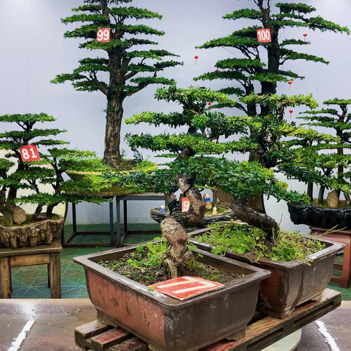 【闪购商品】罗汉松盆景的制作