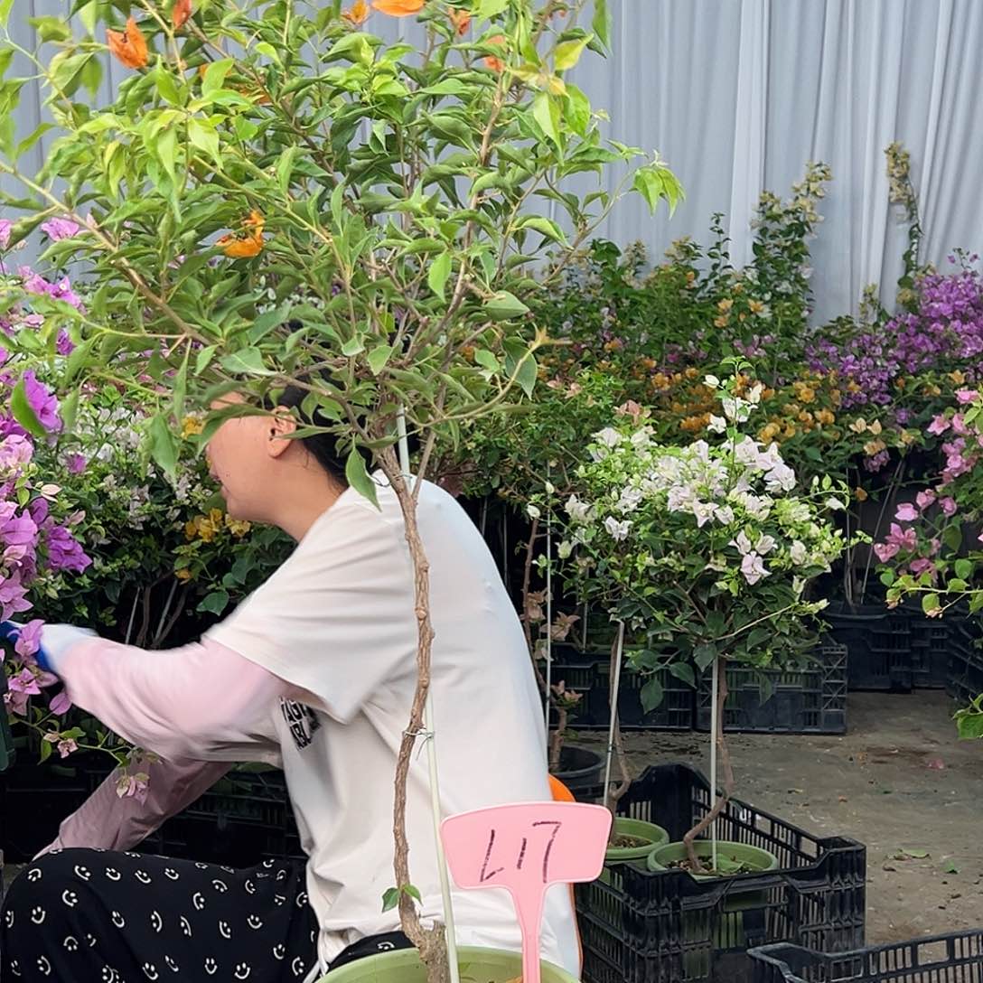 无***铁大部分花苞少量开放L17橙桑巴