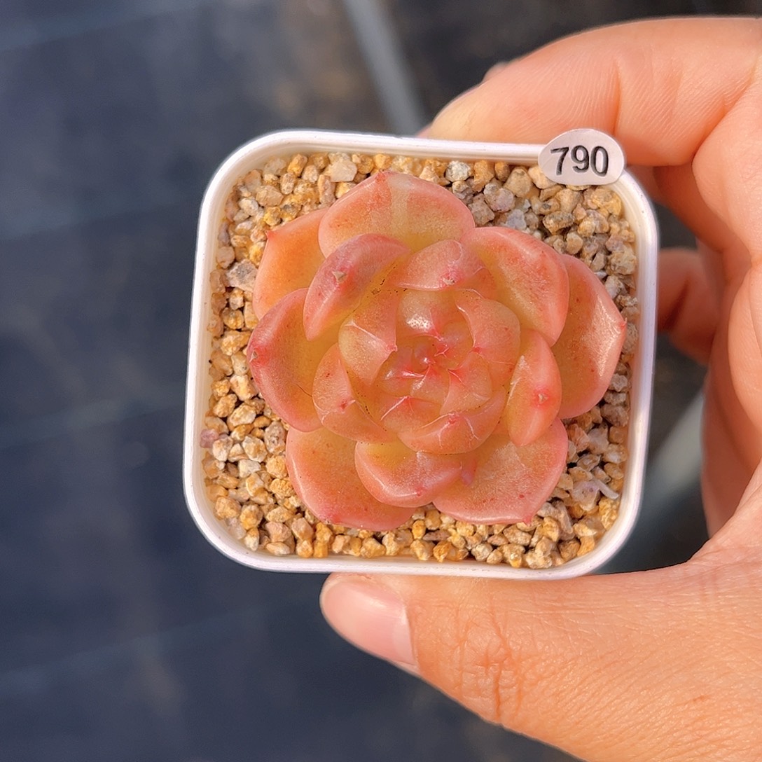 790  新品珍妮满18包邮