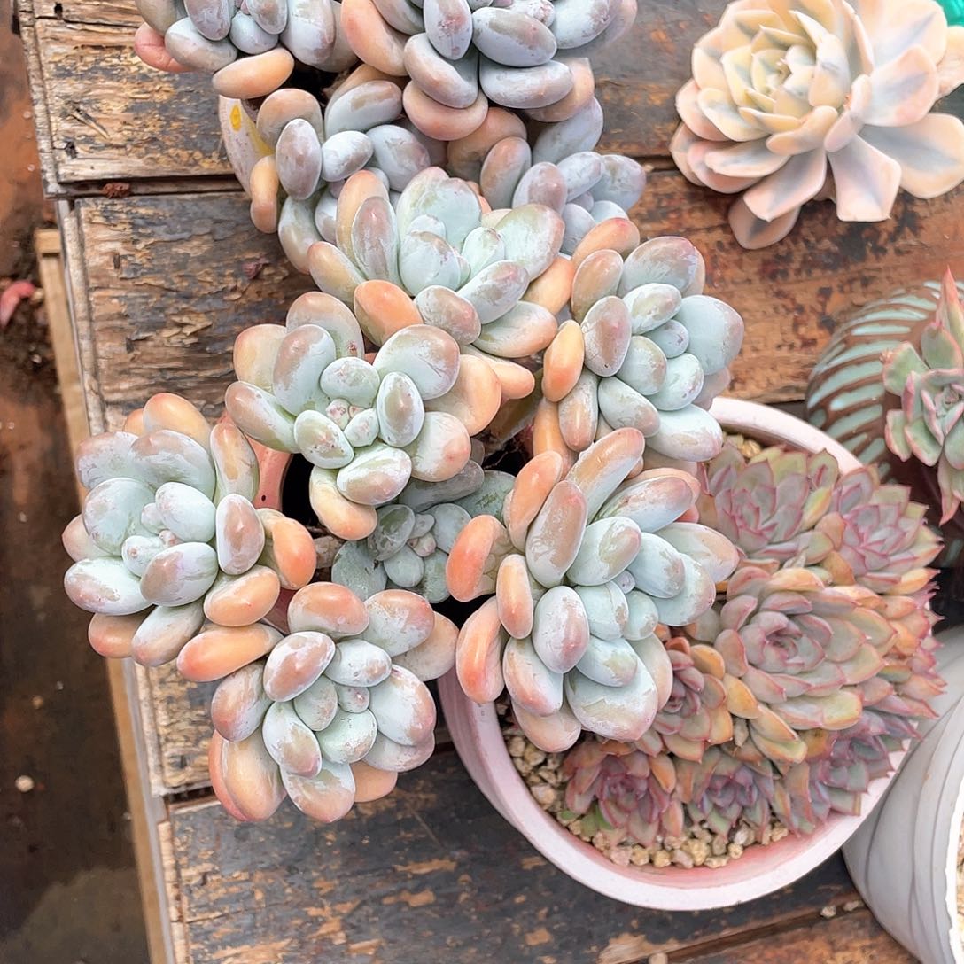 莫***明多肉植物一物一拍