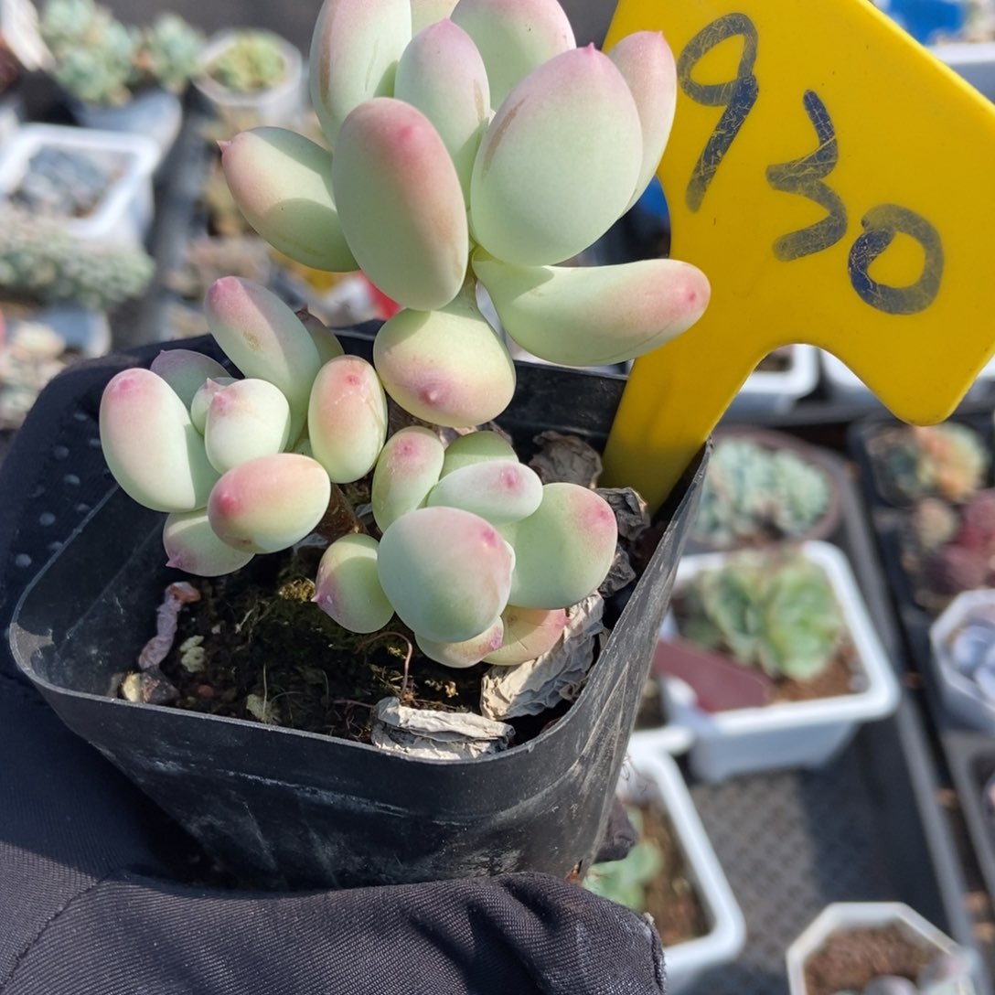 930三日月奶酪多肉植物保护
