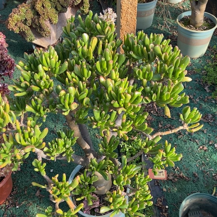 距*545吸财树老桩