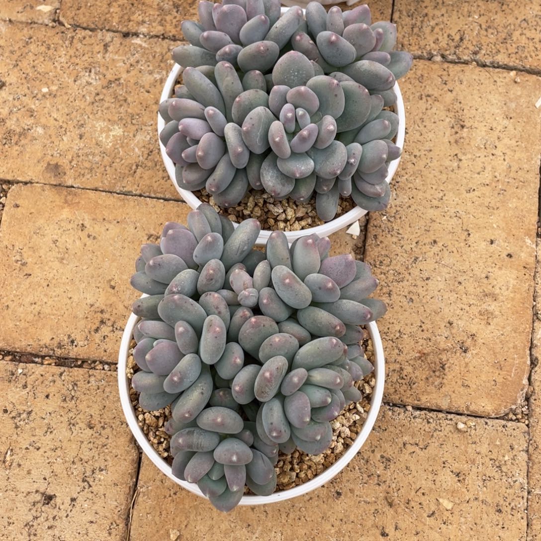 咖啡美人58、      两颗。    