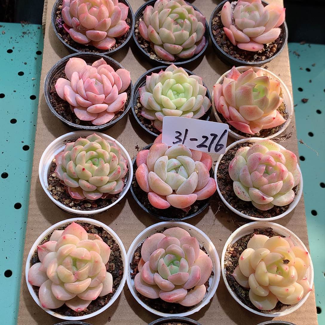 31-276一物一拍带盆18颗