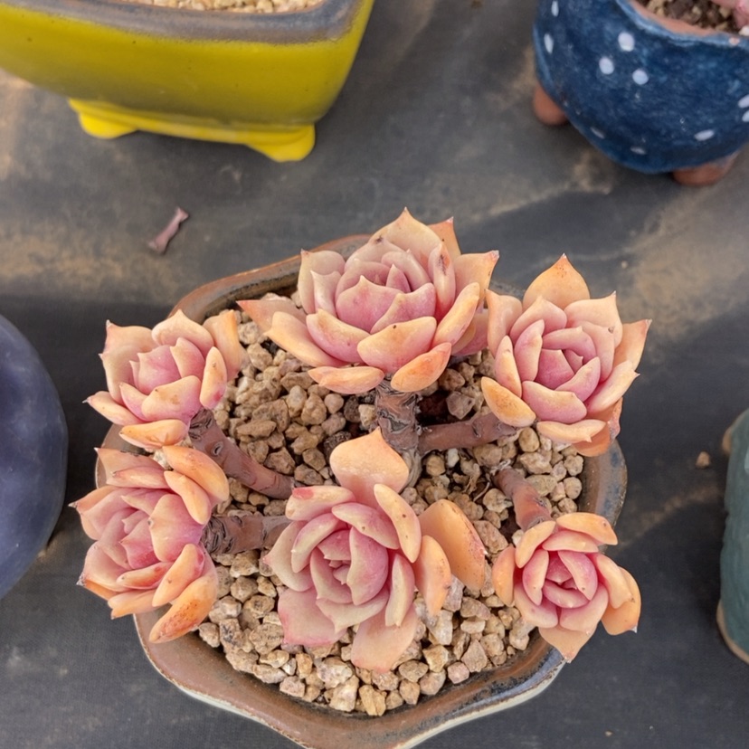 【闪购商品】粉蝶群