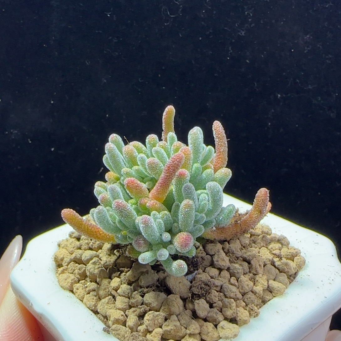 dy133实生冰霜杂带盆