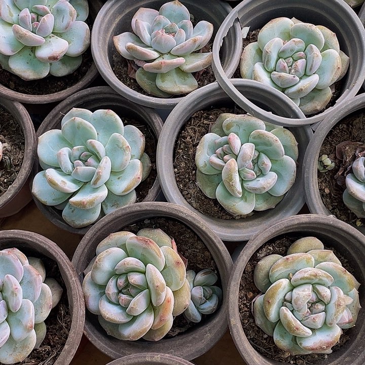 90盆大单头橙梦露带盆土