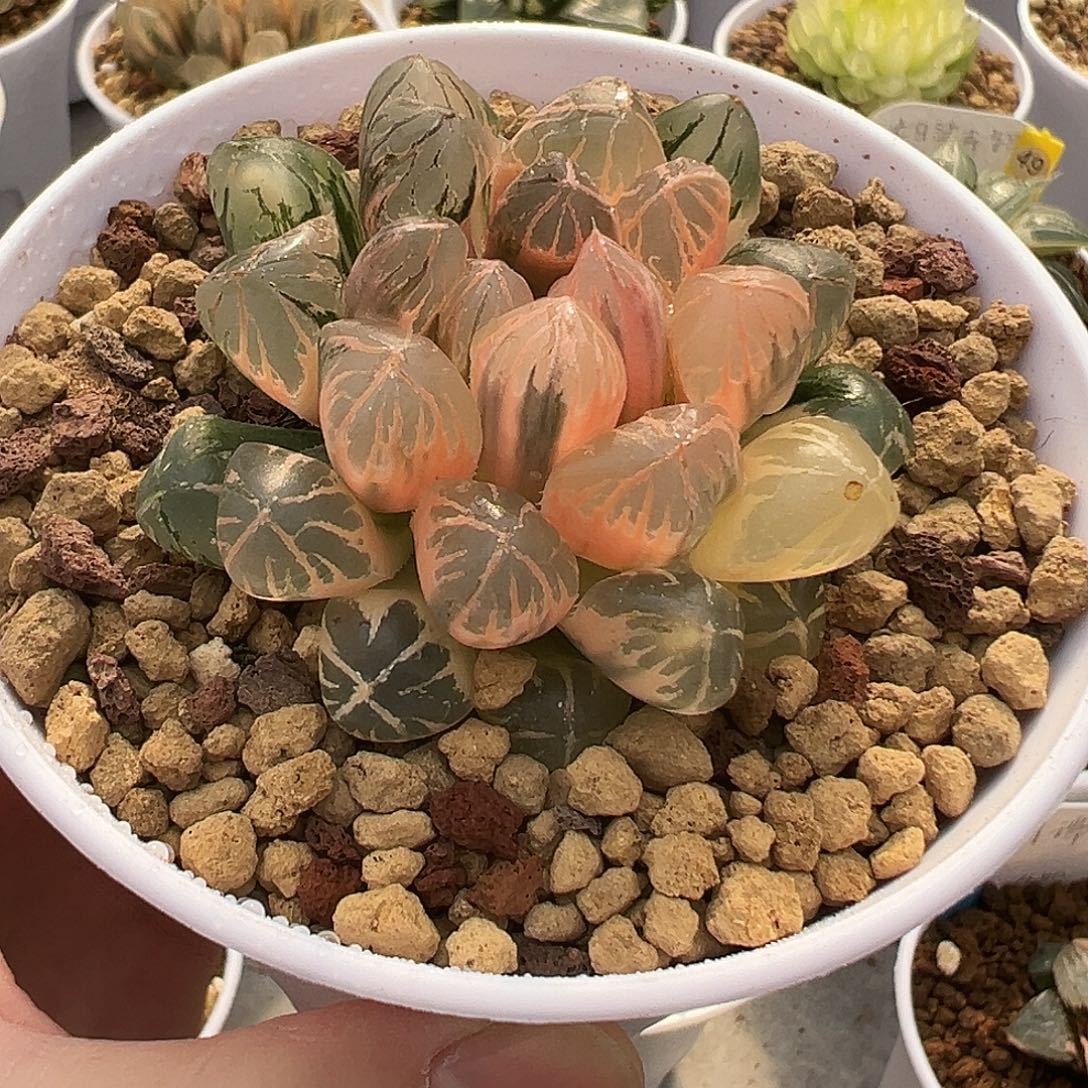 红太阳玉露锦11111111111