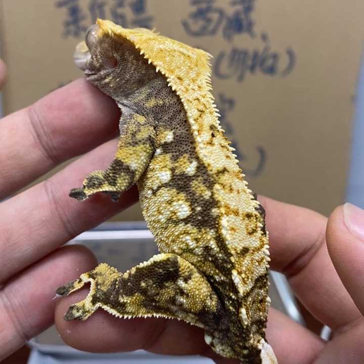 睫角守宫12.2十号