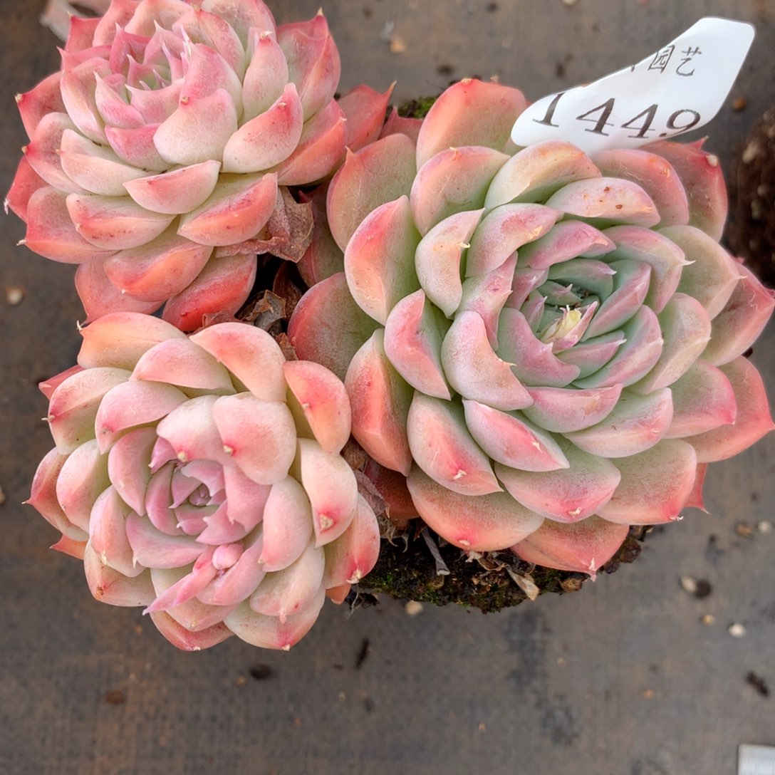 1449杂交精品基地11厘米