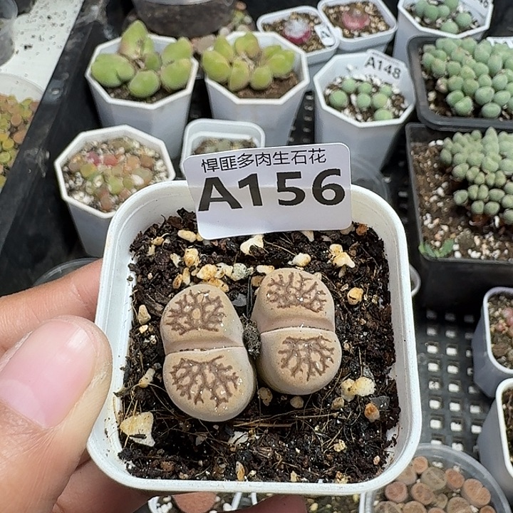 156多肉植物多肉植物