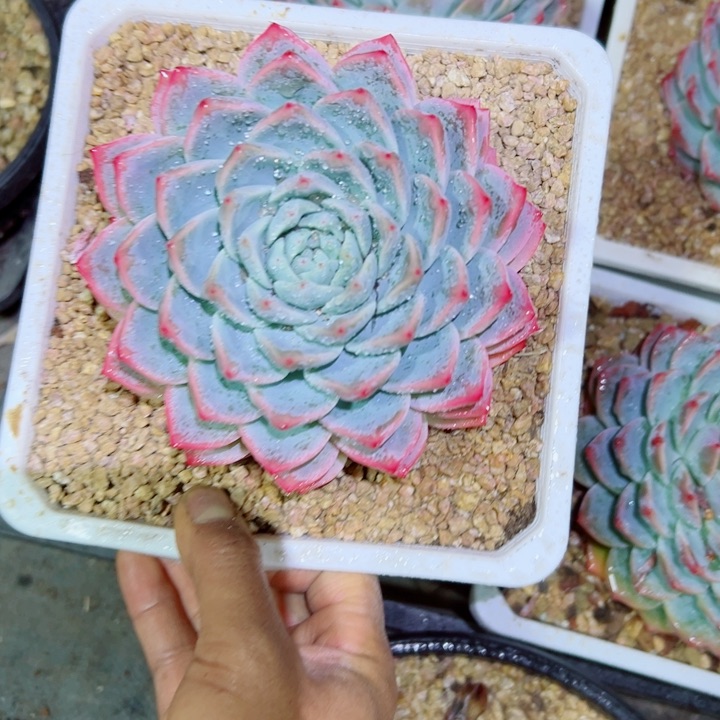 精品多肉植物老桩