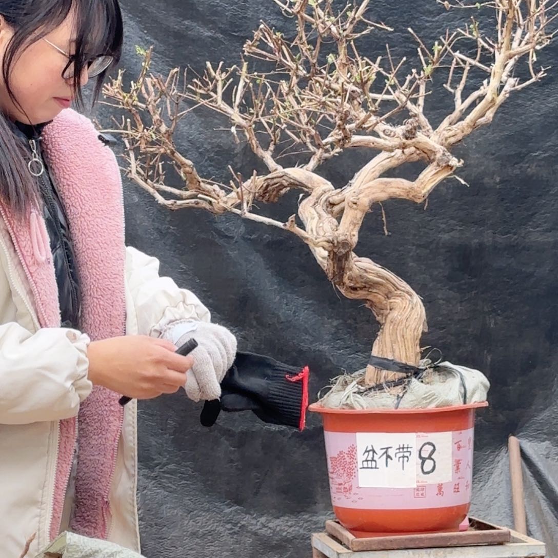 林***柠金银花金银花金银花