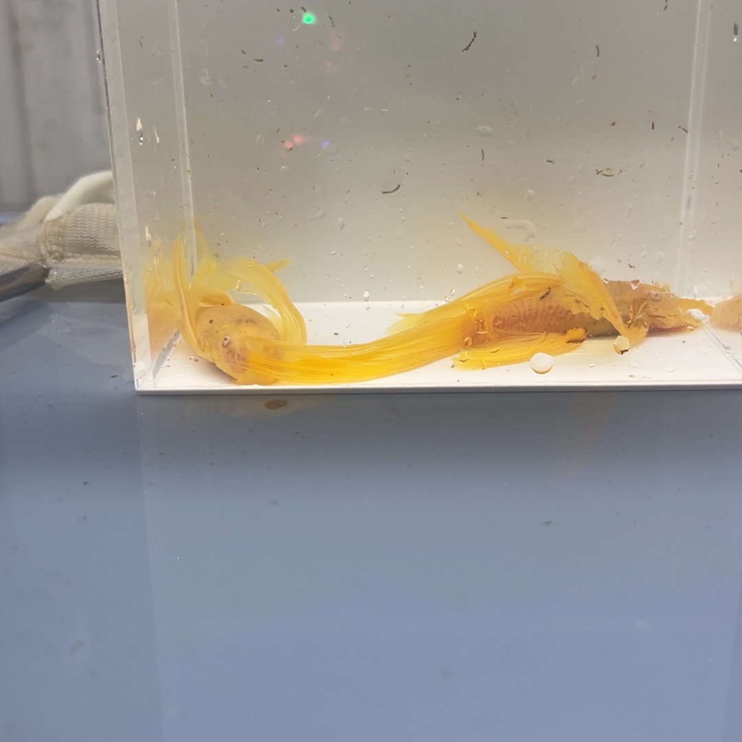 清道夫鱼大帆一对开箱视频报损