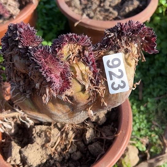 木***亭多肉植物一个黑超白923