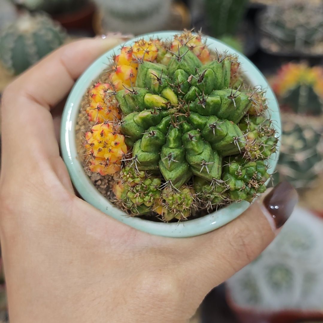 武***道实生根米哈牡丹群生