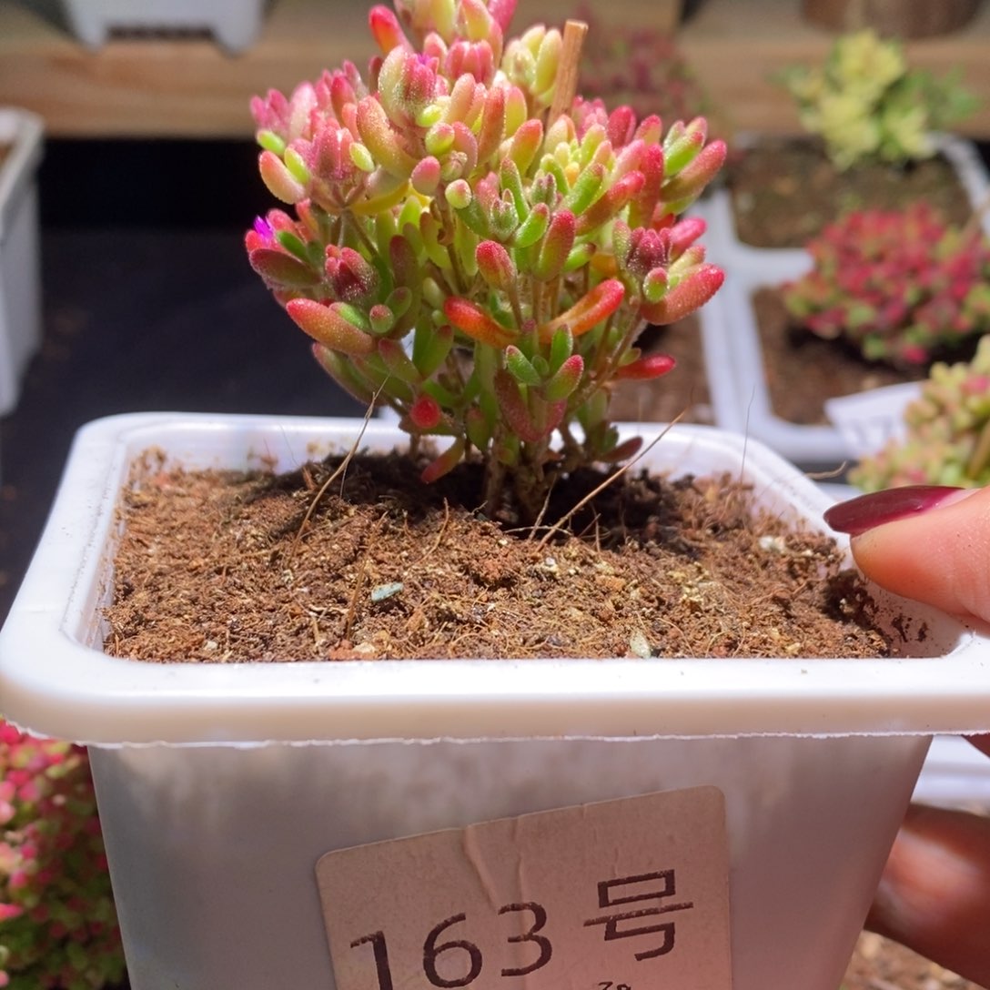 红宝石阴阳锦带盆土发货一物一拍