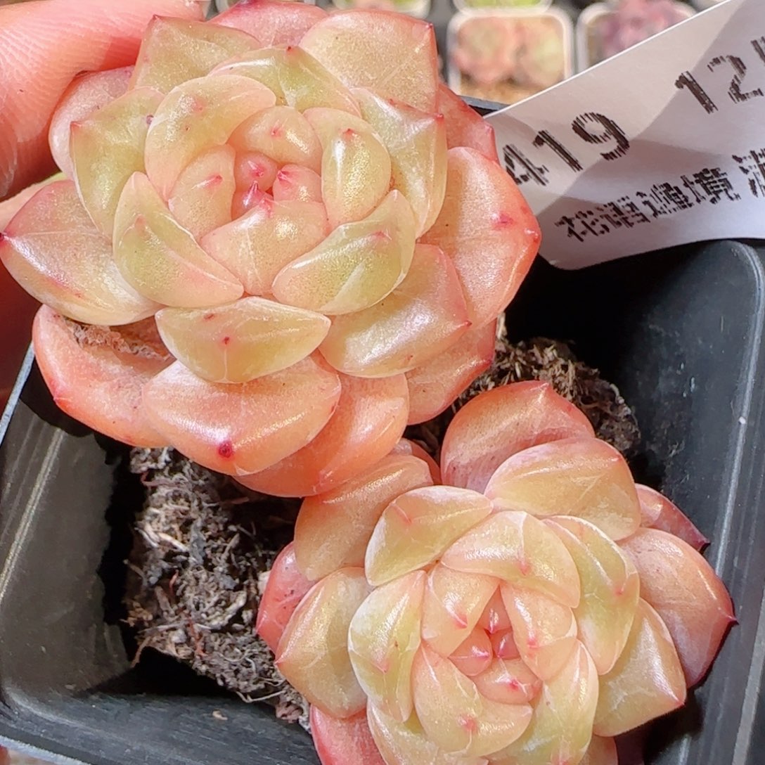 花语多肉1205-419斤晴川