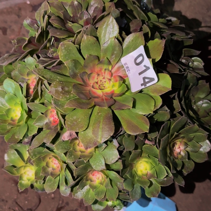 014花月夜多肉植物不售后科技锦