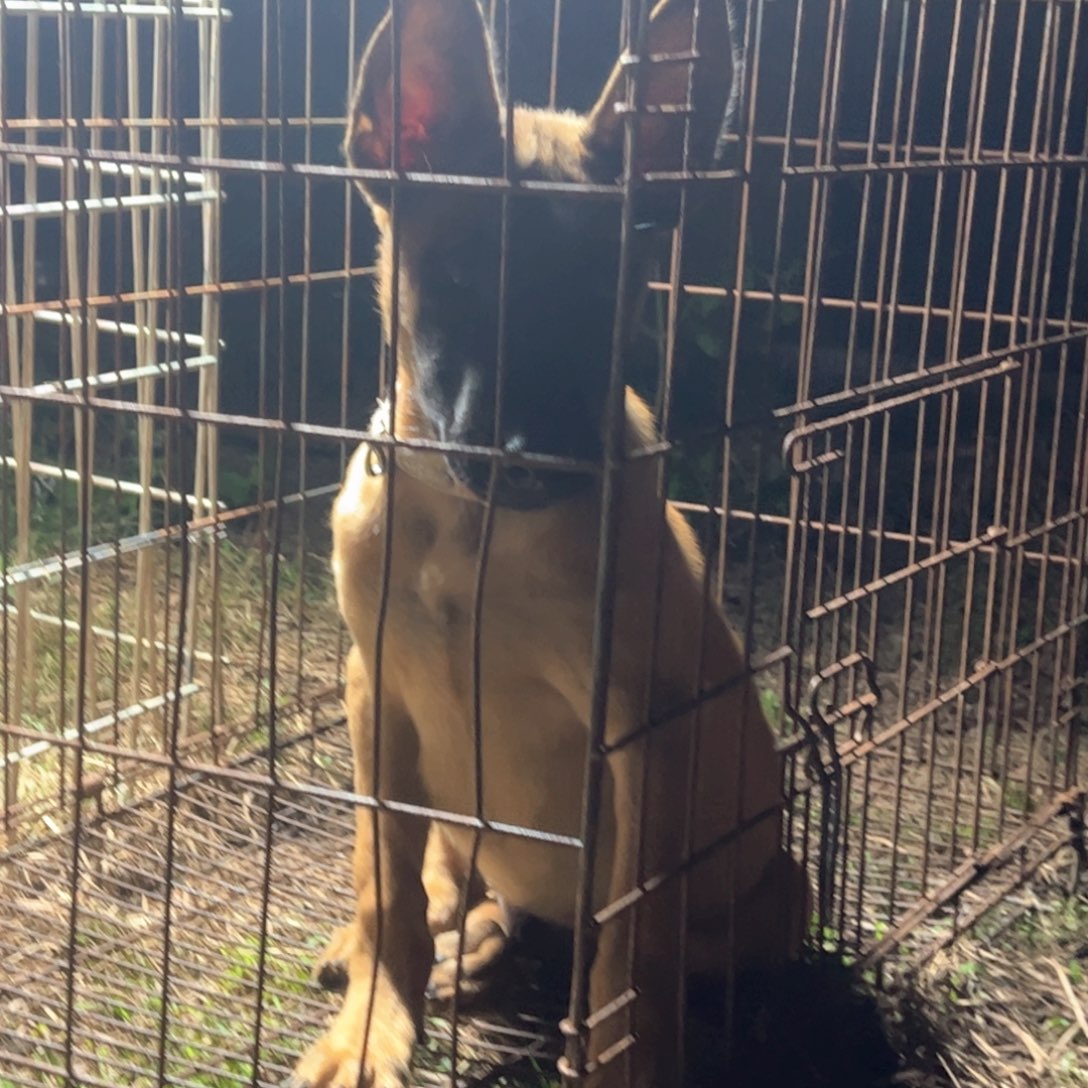 三个月马犬小公犬