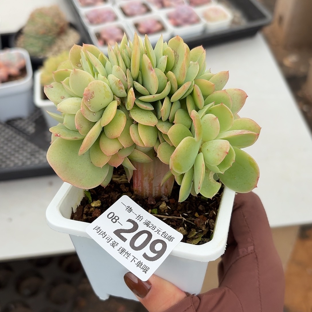 碧桃缀化无肉无盆土发货无盆