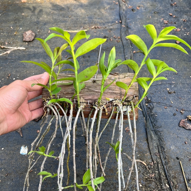 天宫石斛 春季3-4月开花粉色 垂吊型 适合做花墙 